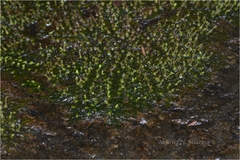 Indotristicha ramosissima